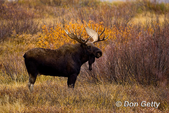 Moose_MR8D1444