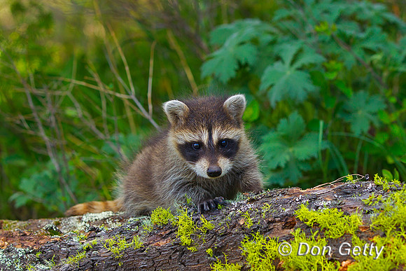 Raccoon_Z2F5425