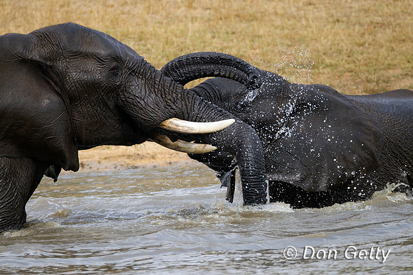 Elephant_Z2F4756