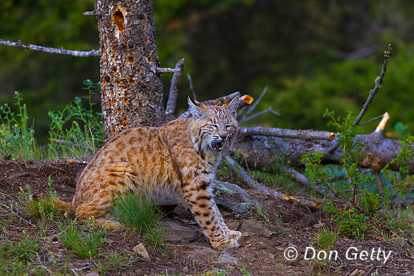 Bobcat_Z2F2088