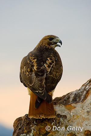 Hawk_RT_D4B9715