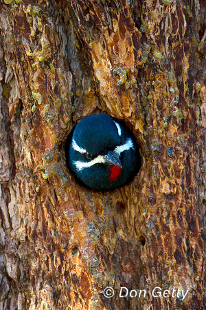 Sapsucker_Will_MG_5013