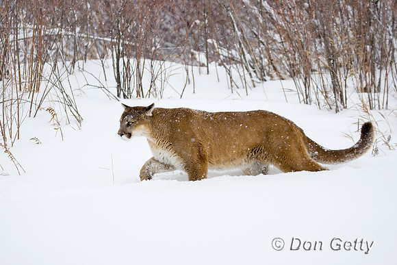 Mt_Lion_D4B3126