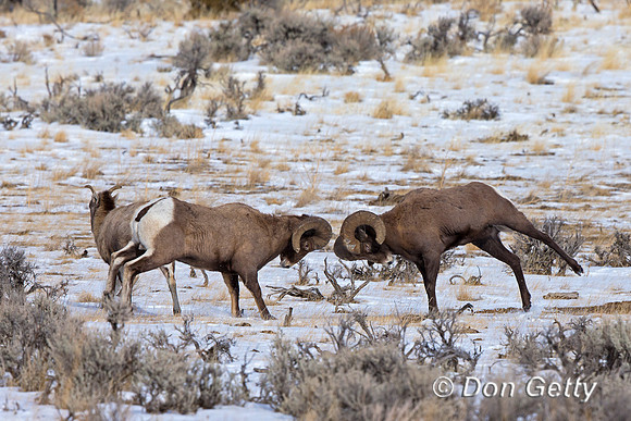 "Bighorn Sheep", "Ovis canadensis", "Shoshone National Forest", Wyoming