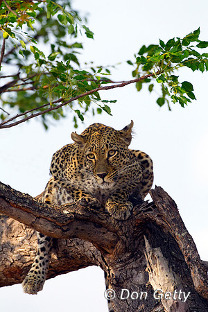 Leopard_Z2F4935