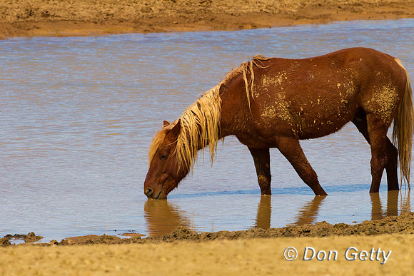 Horse_BZ2F0245
