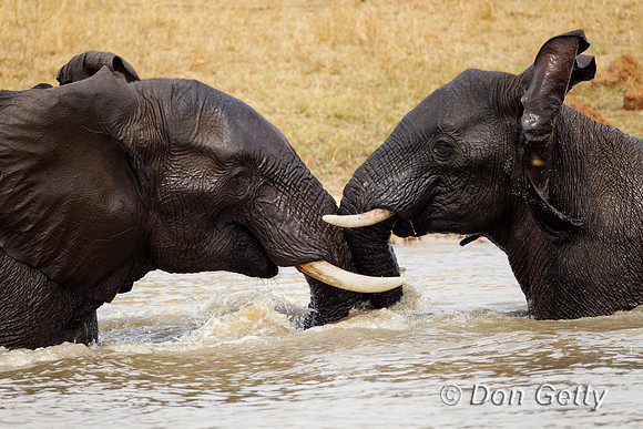 Elephant_Z2F4733