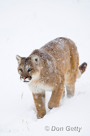 Mt_Lion_D4B2740