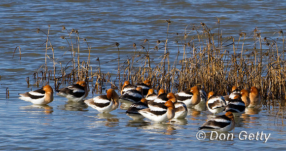 Avocet