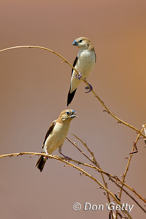 Kenya, "Lonchura cantans", "Samburu National Reserve", "Silverbill, African"