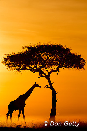 "Giraffa camelopardalis tippelskirchi", Giraffe, Kenya, Masai, "Masai Mara National Reserve", Sunrise