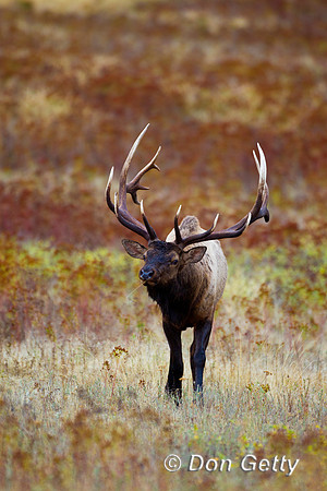Elk_Z2F8963