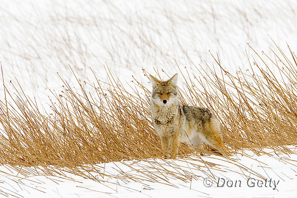 Coyote_D4B3958