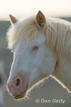 Horse_D4B7533