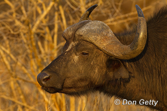 Buffalo_Z2F5695