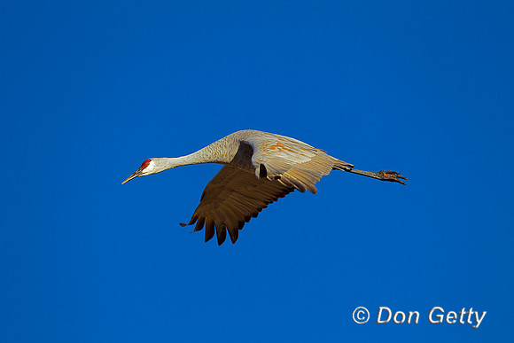 Sandhill Crane