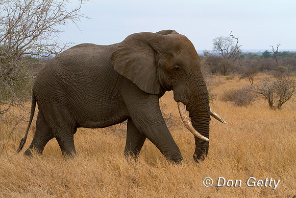 Elephant_MG_3163