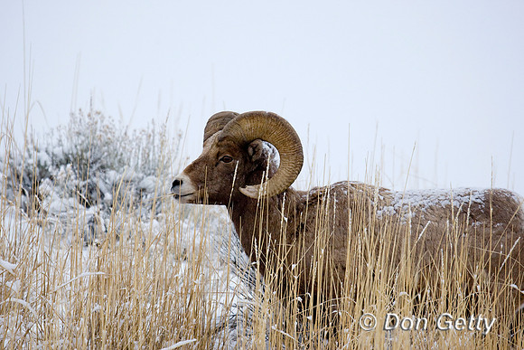 Bighorn Sheep