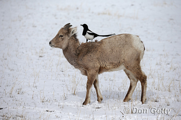 Magpie_A45T0060