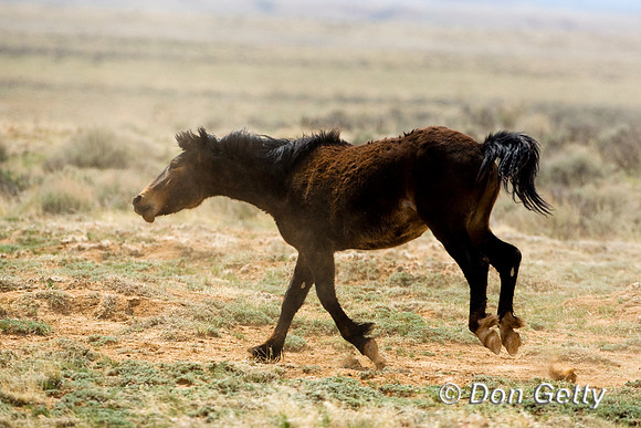Horse_D4B7230