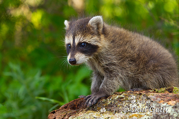 Raccoon_Z2F5134