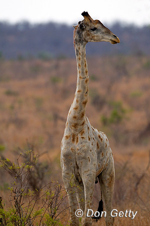 Giraffe_S_Z2F5620