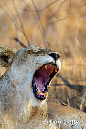 Lion_Z2F3297