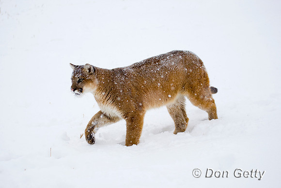 Mt_Lion_D4B2915
