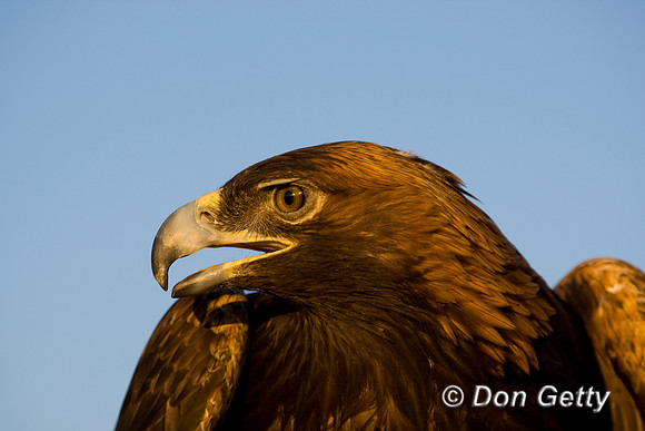 Golden Eagle