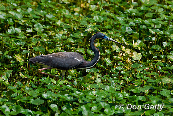 Heron_Tri-colored_D4B8042