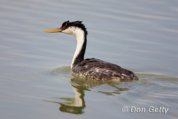 Grebe_W_MR8D7114