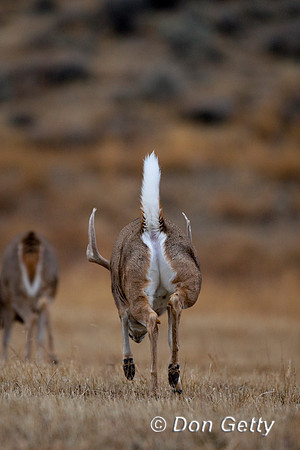 Deer_WtTl_D4B8997