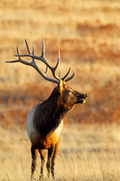 Elk_Z2F0440