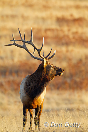 Elk_Z2F0440