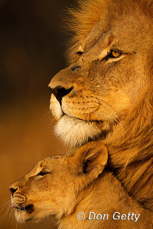Lion_MG_5211