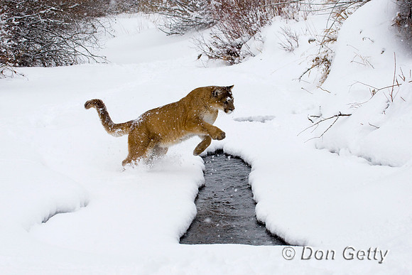 Mt_Lion_D4B3188