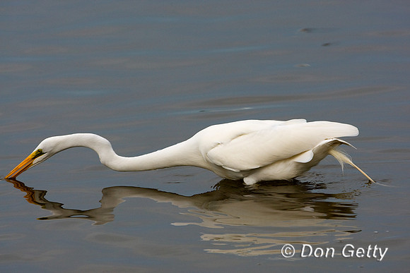Great Egret