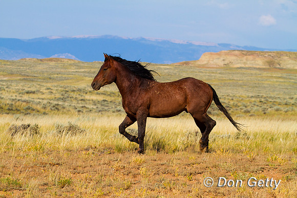 Horse_MG_8671