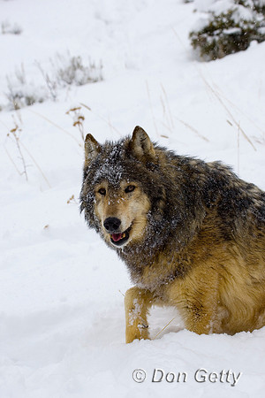 Wolf_D4B3574