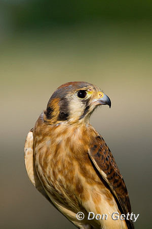 Kestrel_D4B8031