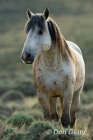 Horse_D4B7547