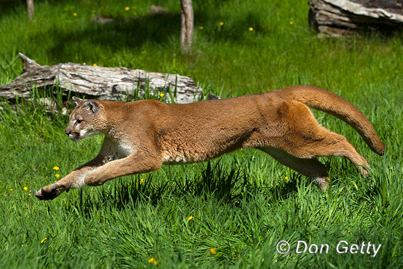 Mt_Lion_BZ2F2869