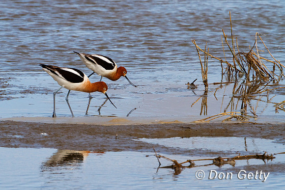 Avocet
