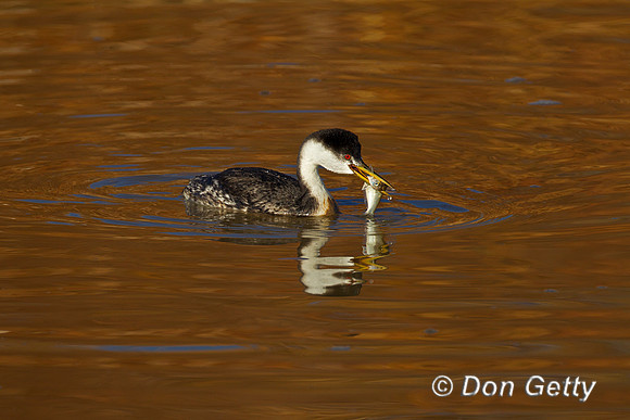 Grebe_W_Z2F2581