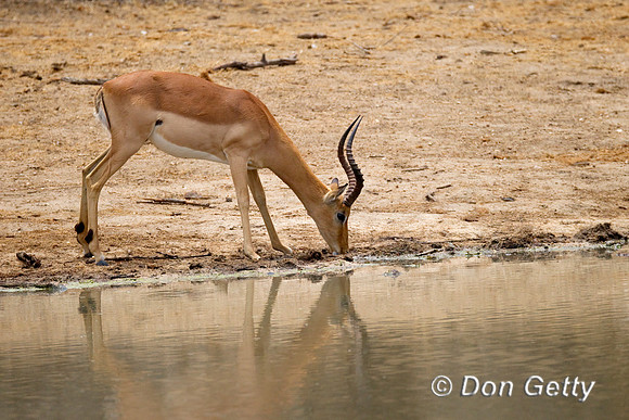 Impala_Z2F3675