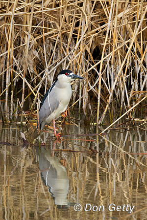 Heron_BCN_IMG_0375