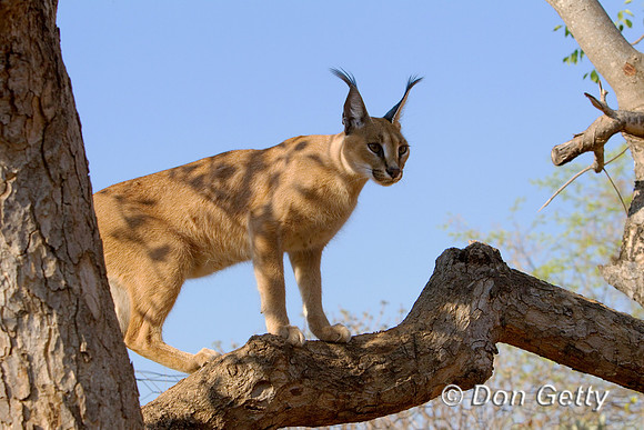 Caracal_Z2F3214