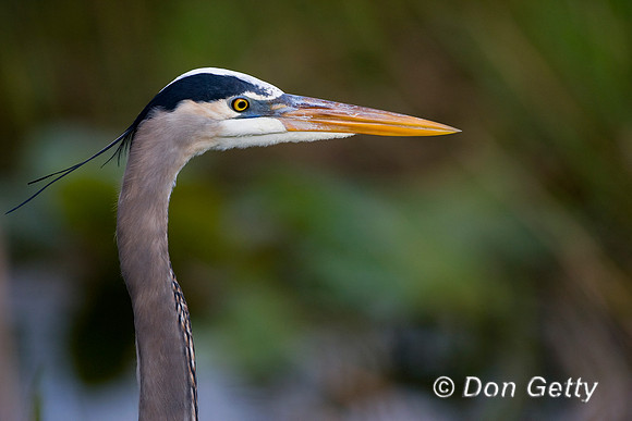 Heron_Grt_Blue_D4B8511