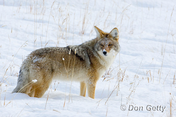 Coyote_D4B4844