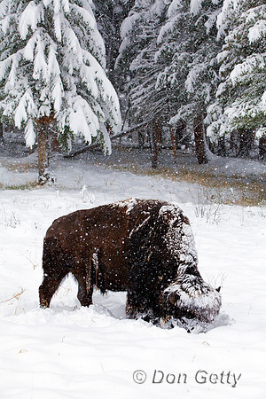 BisonIMG_0715